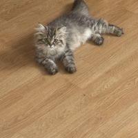 Chaton, british shorhair et long hair