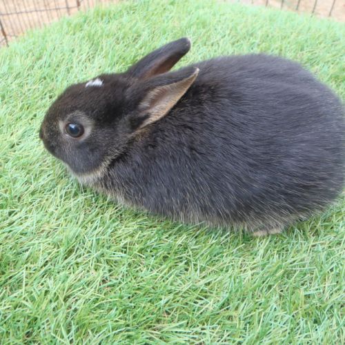 Lapin nain mâle #1