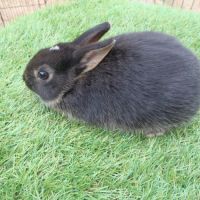 Lapin nain mâle #1