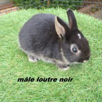 Lapin nain mâle