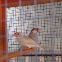 Lapin nain mâle #3