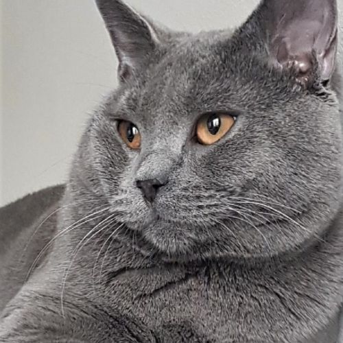 Chatons chartreux, inscrits au loof, disponibles. #1