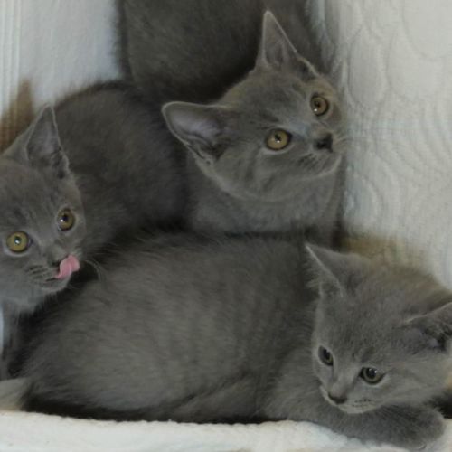 Chatons chartreux, inscrits au loof, disponibles. #2