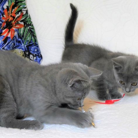 Chatons chartreux, inscrits au loof, disponibles. #4
