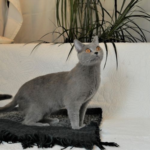 Chatons chartreux, inscrits au loof, disponibles. #6