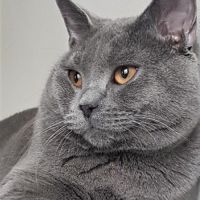 Chatons chartreux, inscrits au loof, disponibles. #1