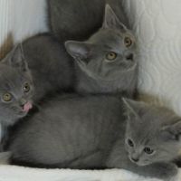 Chatons chartreux, inscrits au loof, disponibles. #2