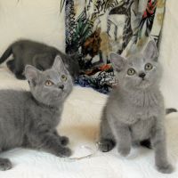 Chatons chartreux, inscrits au loof, disponibles. #3