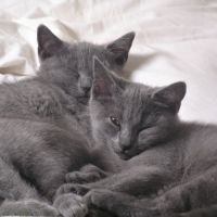 Chatons chartreux, inscrits au loof, disponibles.