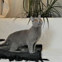 Chatons chartreux, inscrits au loof, disponibles. #6