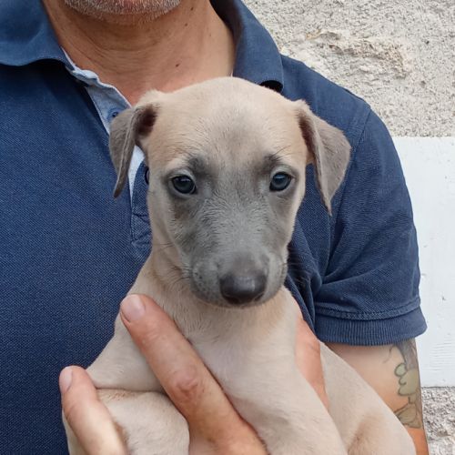 Whippet lévrier #1