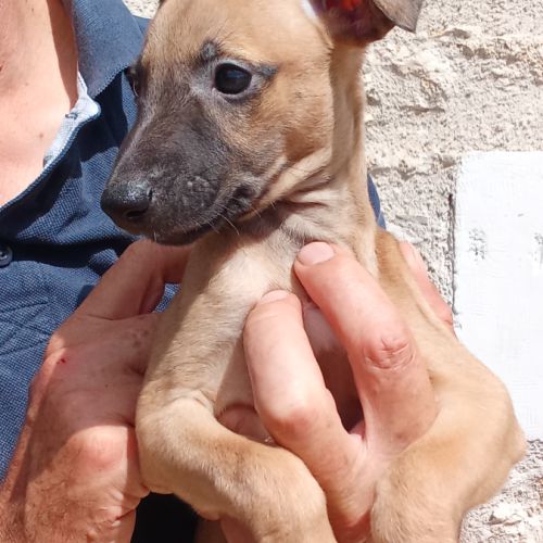 Whippet lévrier #2