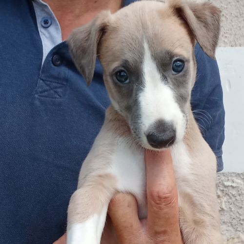 Whippet lévrier