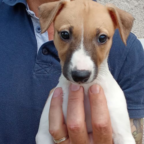 Whippet lévrier #5