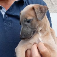 Whippet lévrier #3