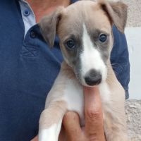 Whippet lévrier