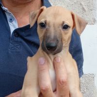 Whippet lévrier #6