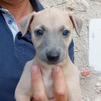 Whippet lévrier #7