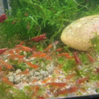 Crevettes rouges sakura red
