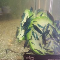 Crevettes bleues blue velvet