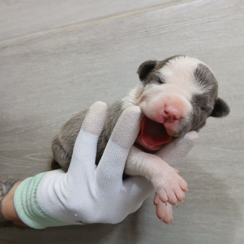 Chiots american staff bleu lof #3