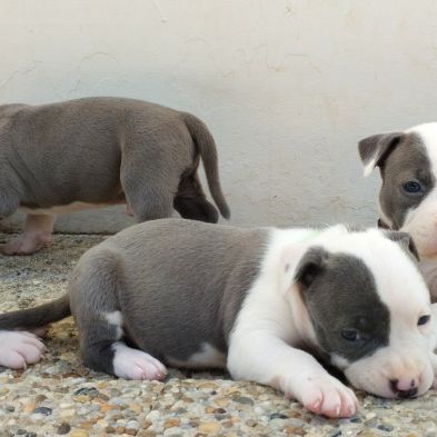 3 chiots american staff bleu lof