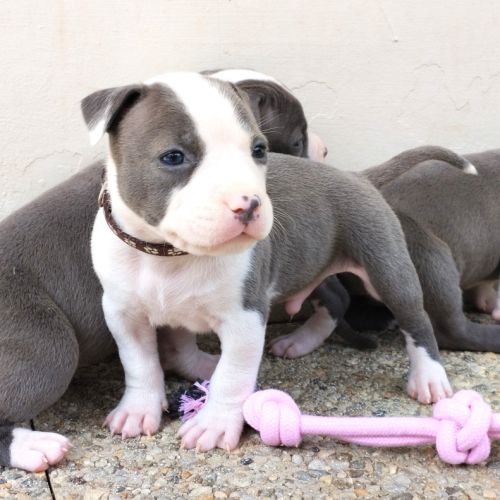 3 chiots american staff bleu lof #3