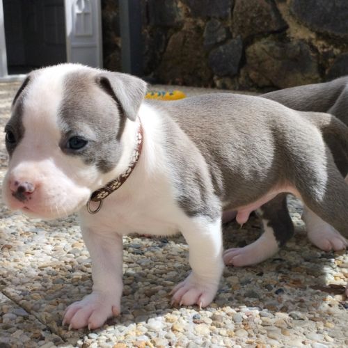 3 chiots american staff bleu lof #4