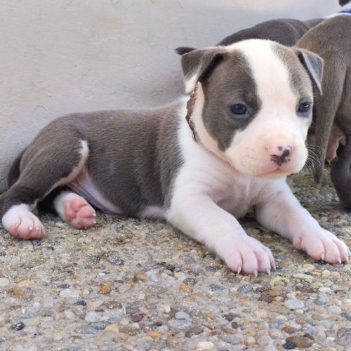 3 chiots american staff bleu lof #6