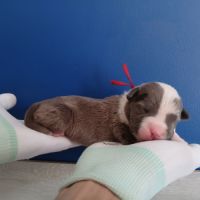 Chiots american staff bleu lof #2