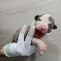 Chiots american staff bleu lof #3
