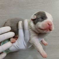 Chiots american staff bleu lof #4