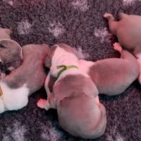 Chiots american staff bleu lof