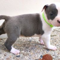3 chiots american staff bleu lof #2