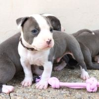3 chiots american staff bleu lof #3