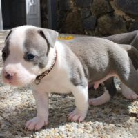 3 chiots american staff bleu lof #4