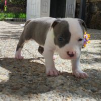3 chiots american staff bleu lof #5