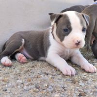 3 chiots american staff bleu lof #6