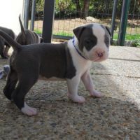 3 chiots american staff bleu lof #7