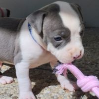 3 chiots american staff bleu lof #8