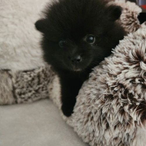 Spitz à réserver disponible le 01/10/26 #1