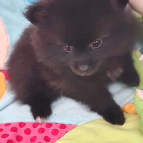 Spitz à réserver disponible le 01/10/26