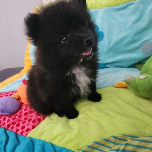 Spitz à réserver disponible le 01/10/26 #4