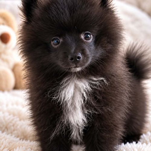 Spitz à réserver disponible le 01/10/26