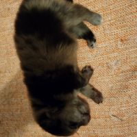 Spitz à réserver disponible le 01/10/26 #1