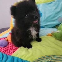 Spitz à réserver disponible le 01/10/26 #4