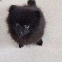 Spitz à réserver disponible le 01/10/26