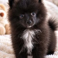 Spitz à réserver disponible le 01/10/26