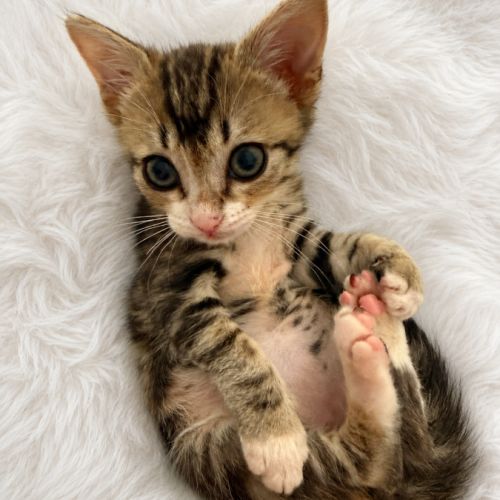Petite boulette à adopter #0