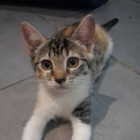 Petite boulette à adopter #1